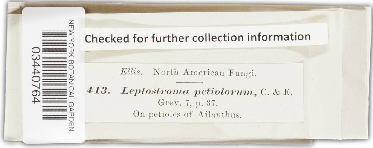 Leptostroma petiolorum image