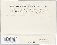 Leptostroma pteridis image