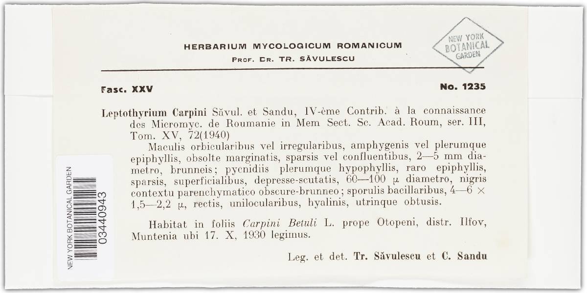 Leptothyrium carpini image