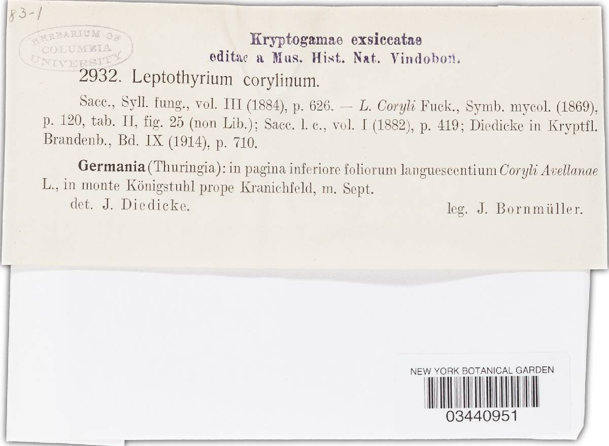 Leptothyrium corylinum image