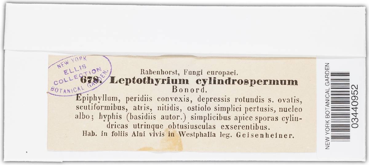 Leptothyrium cylindrospermum image