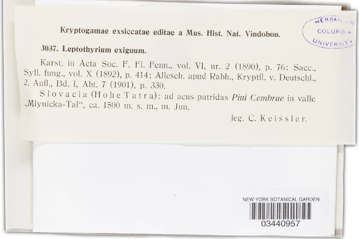 Leptothyrium exiguum image