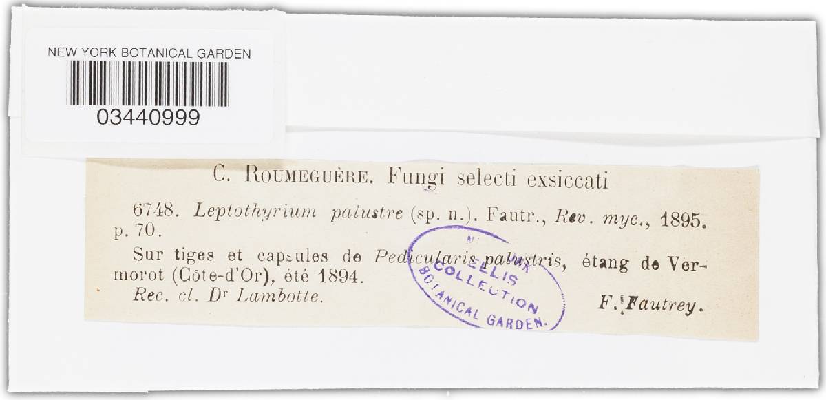 Leptothyrium palustre image
