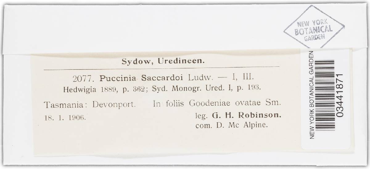 Puccinia saccardoi image