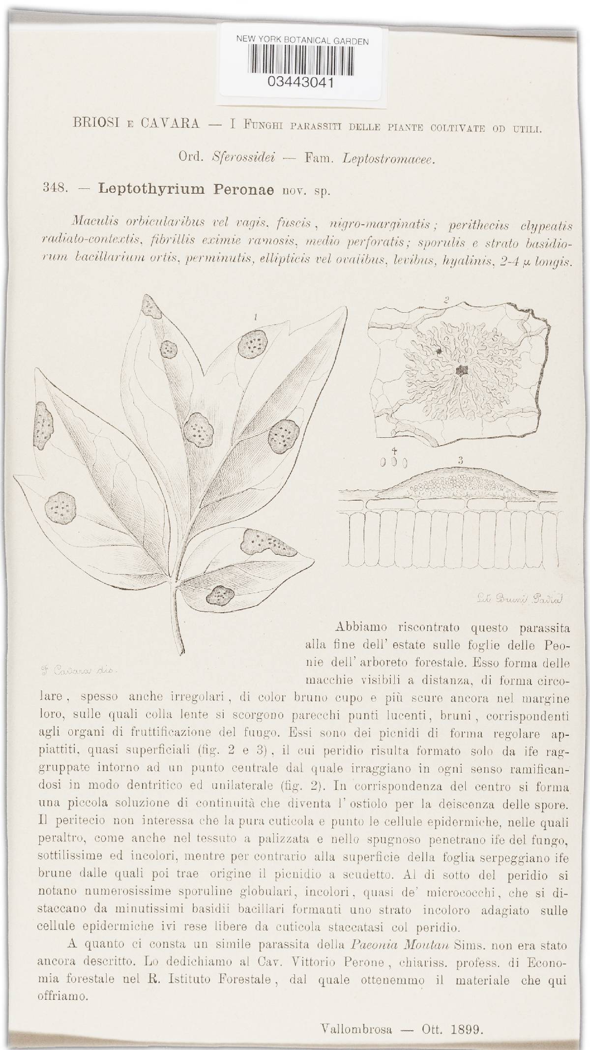 Leptothyrium peronae image