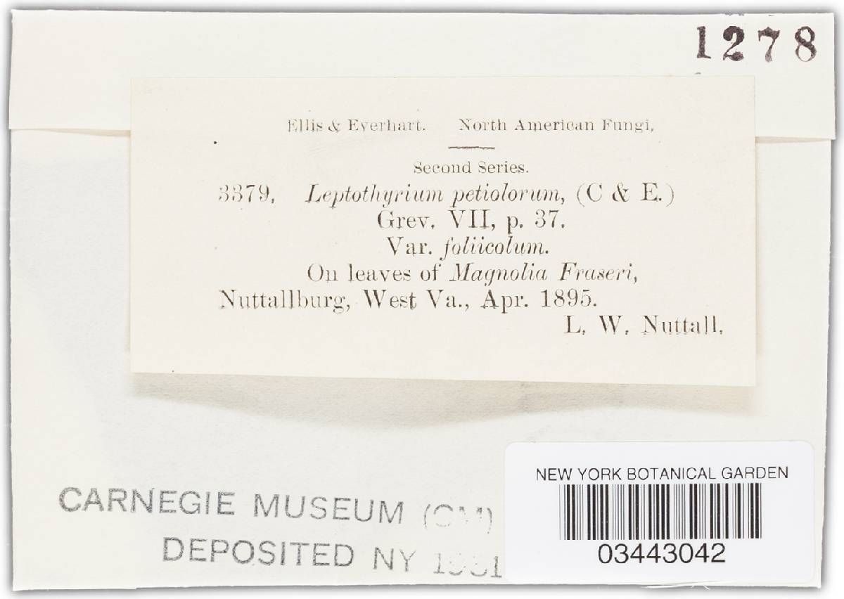 Leptothyrium petiolorum image