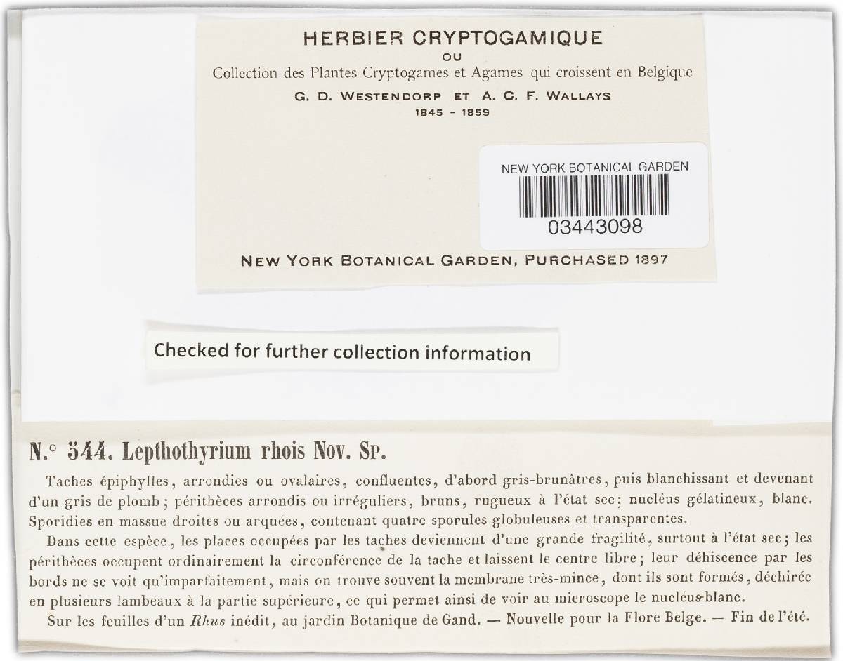Leptothyrium rhois image
