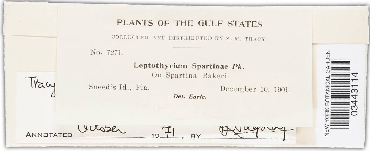 Leptothyrium spartinae image