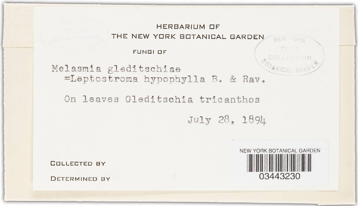Melasmia gleditschiae image
