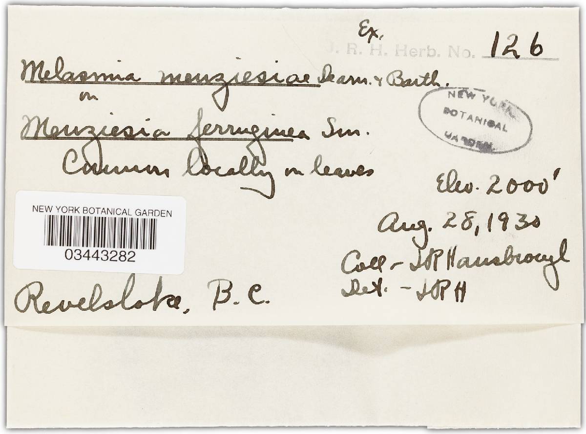 Melasmia menziesiae image