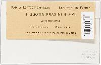 Piggotia fraxini image