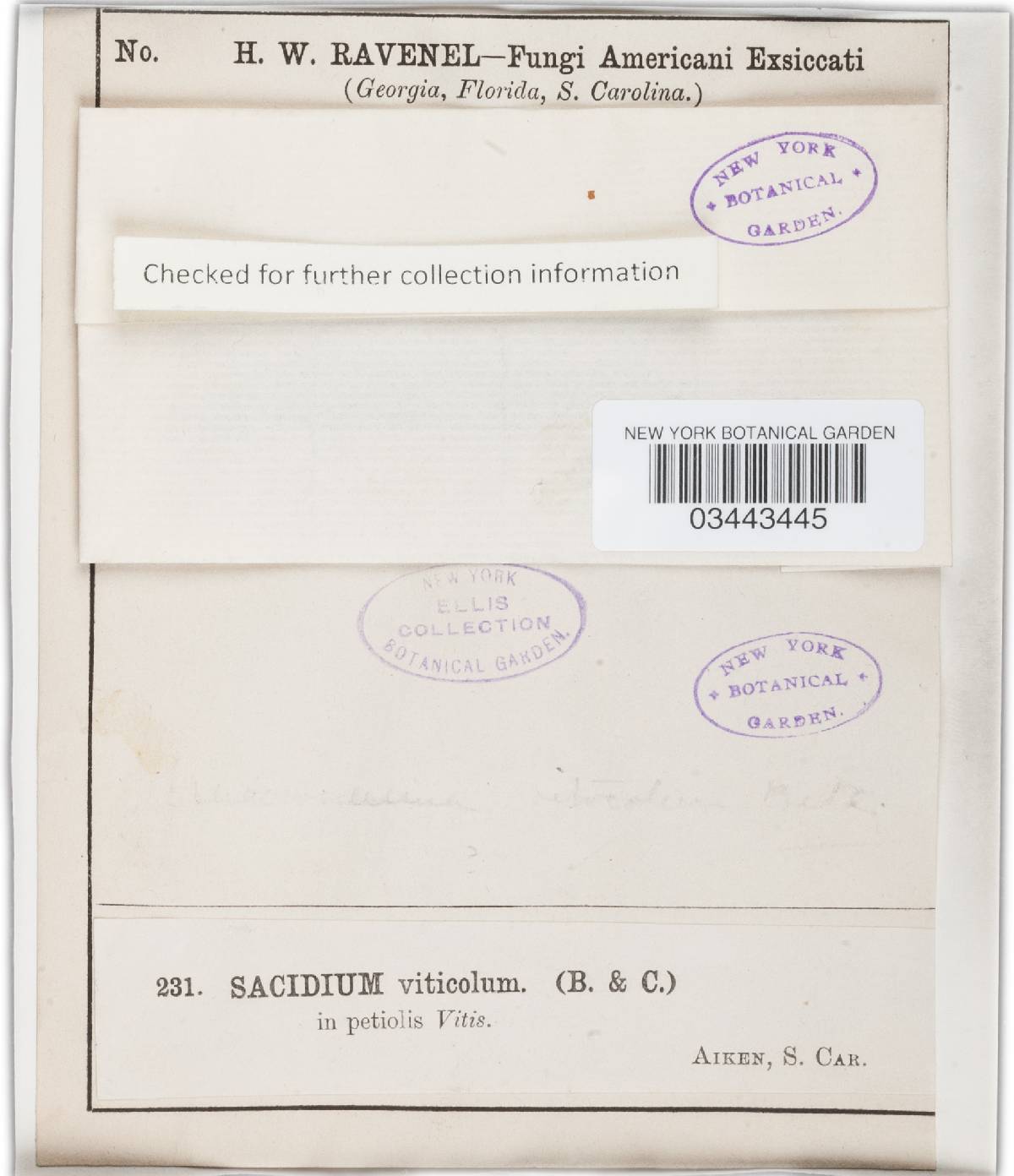 Sacidium viticolum image