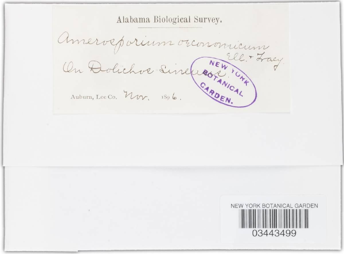 Aristastoma oeconomicum image