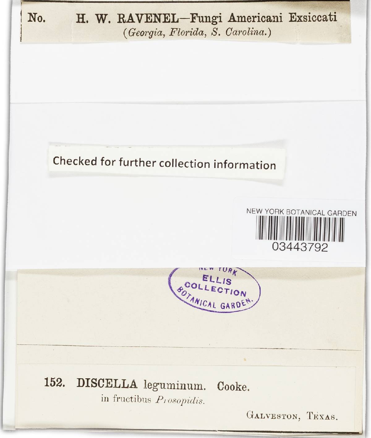 Discella leguminum image