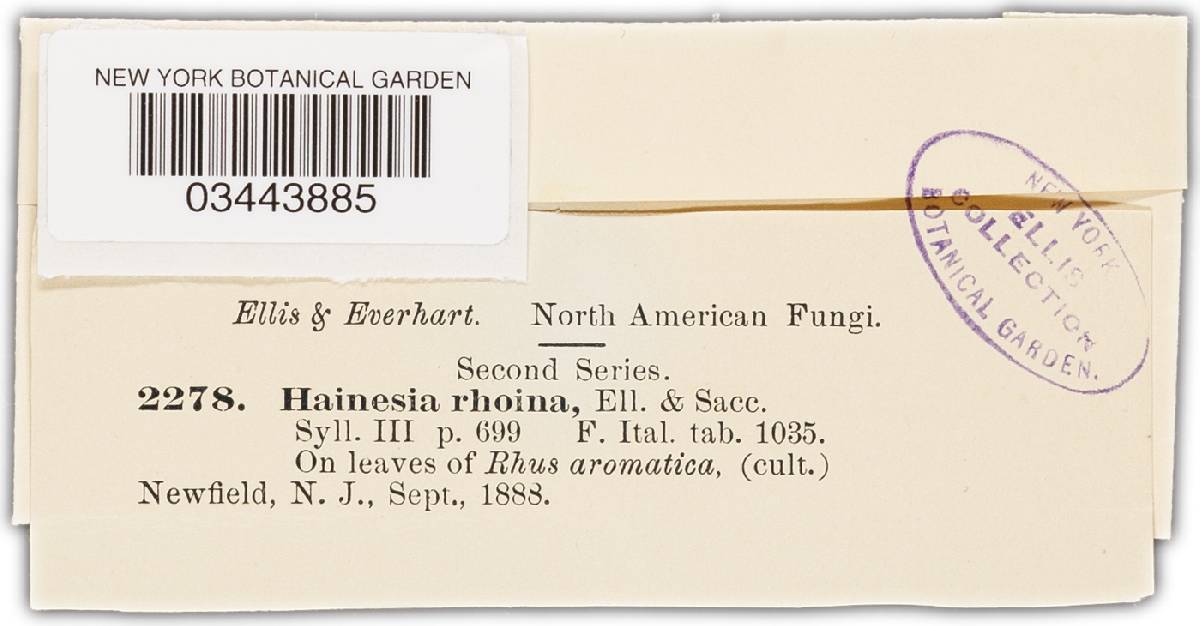 Hainesia rhoina image