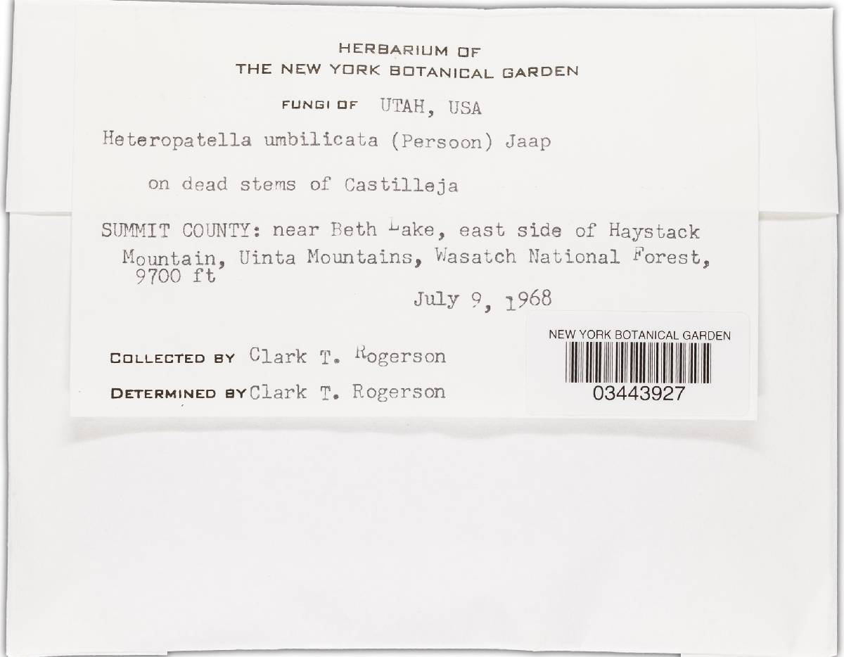 Heteropatella image