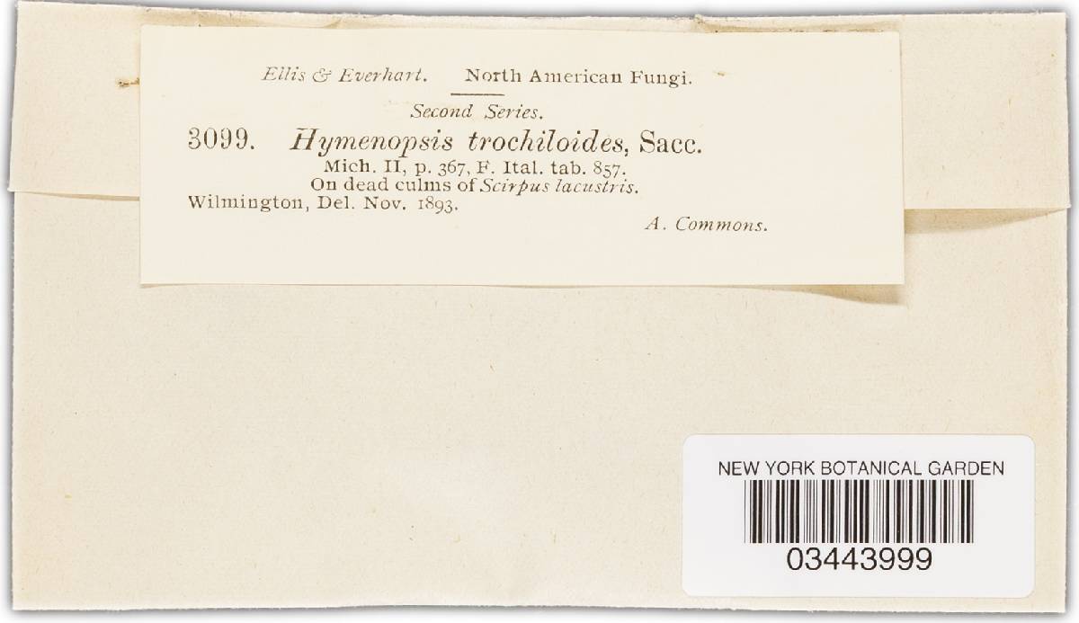 Hymenopsis trochiloides image