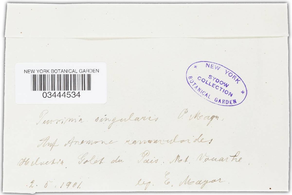Lysospora singularis image