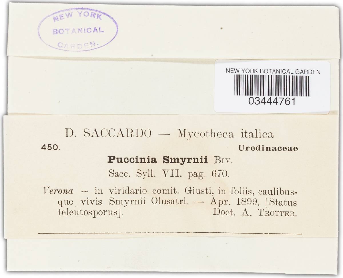Puccinia smyrnii image