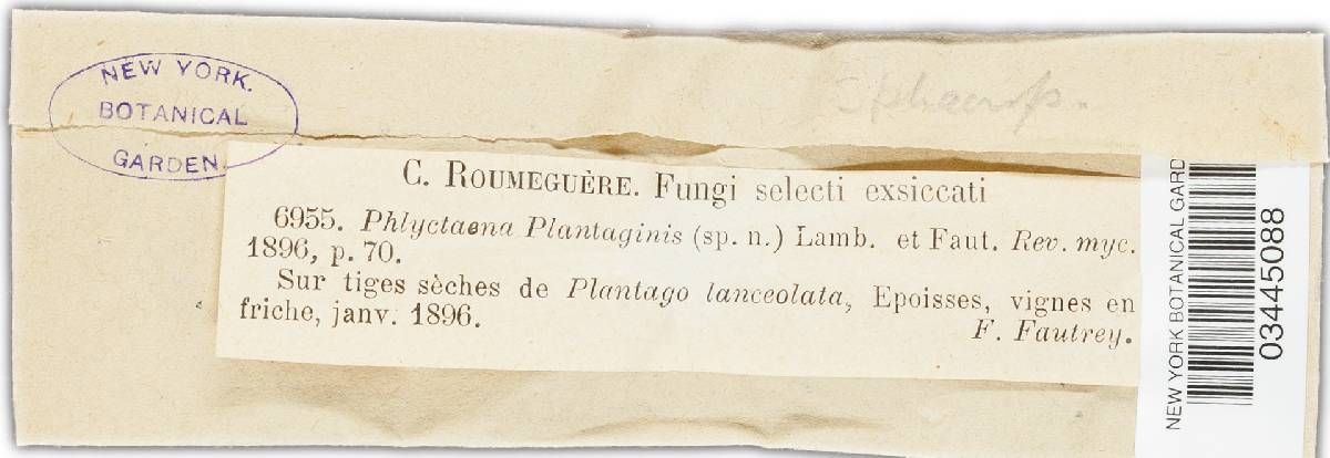 Phlyctema plantaginis image