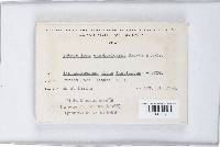 Sphaceloma symphoricarpi image