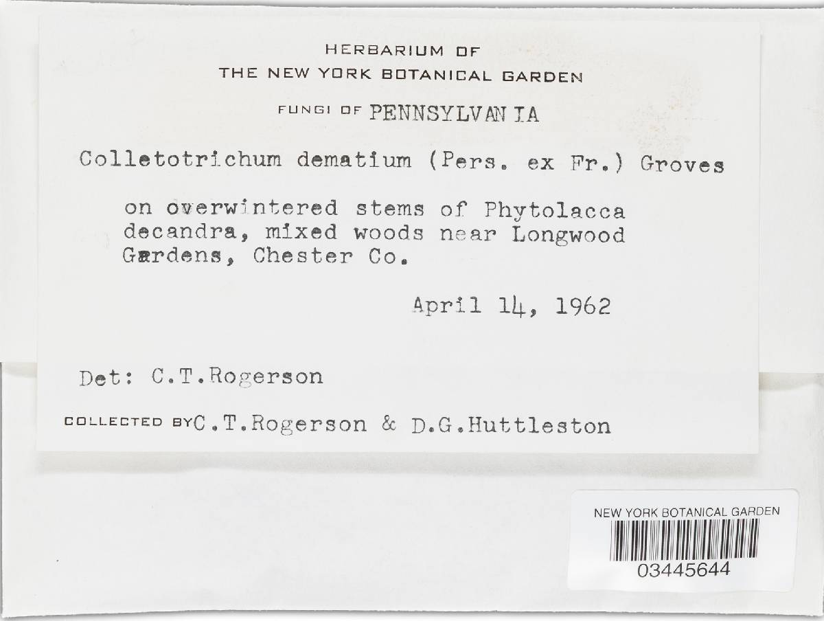 Colletotrichum dematium image