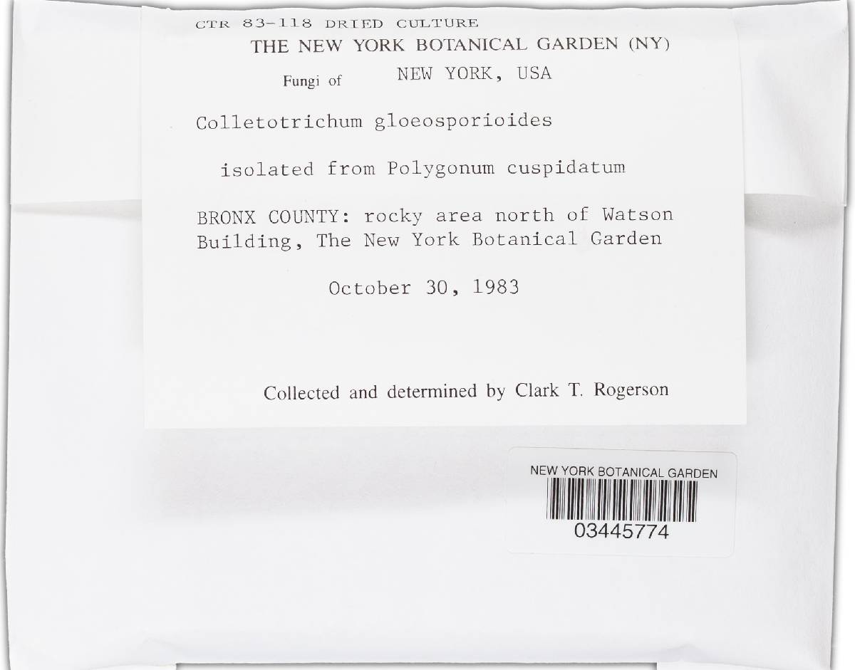 Glomerella cingulata image