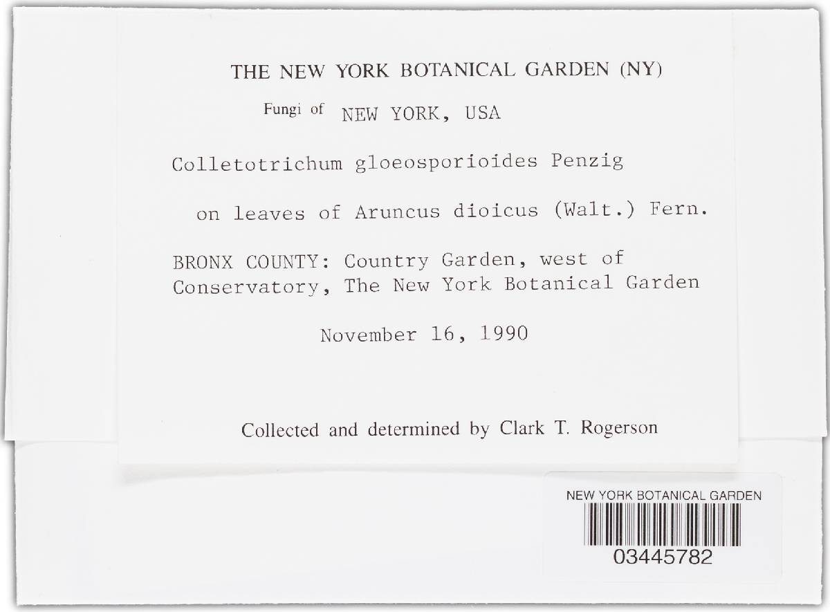 Glomerella cingulata image
