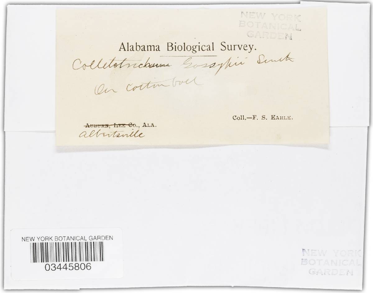Colletotrichum gossypii image
