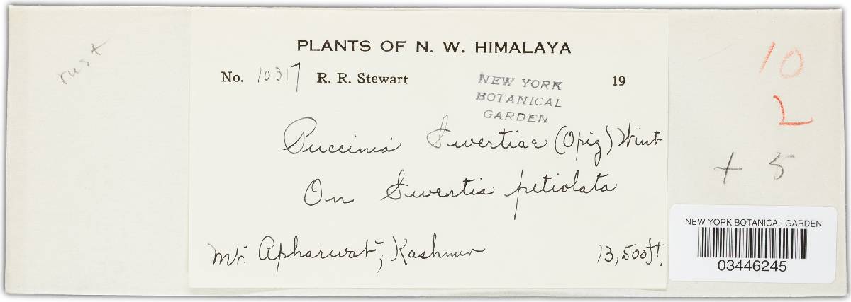 Puccinia swertiae image