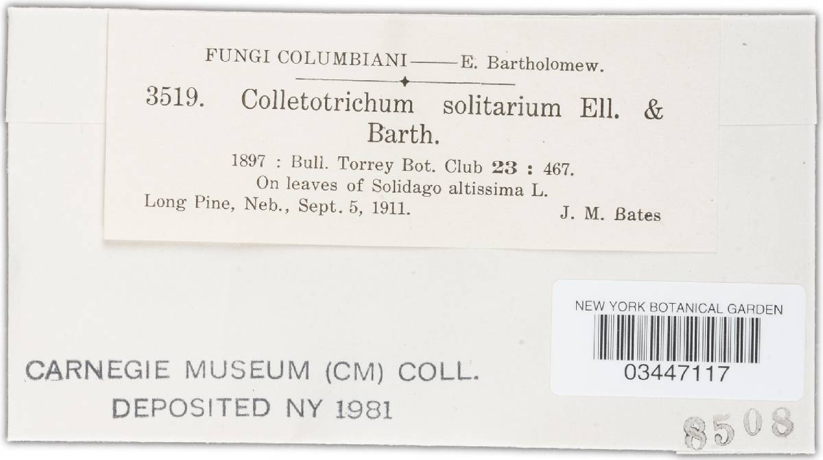 Colletotrichum solitarium image