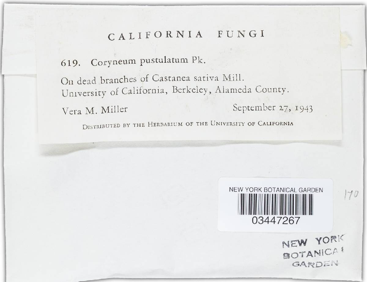Coryneum pustulatum image