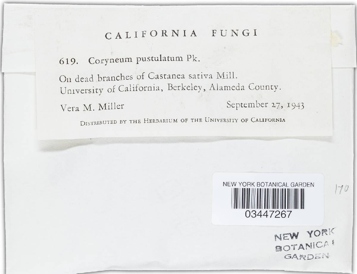 Pseudovalsaceae image