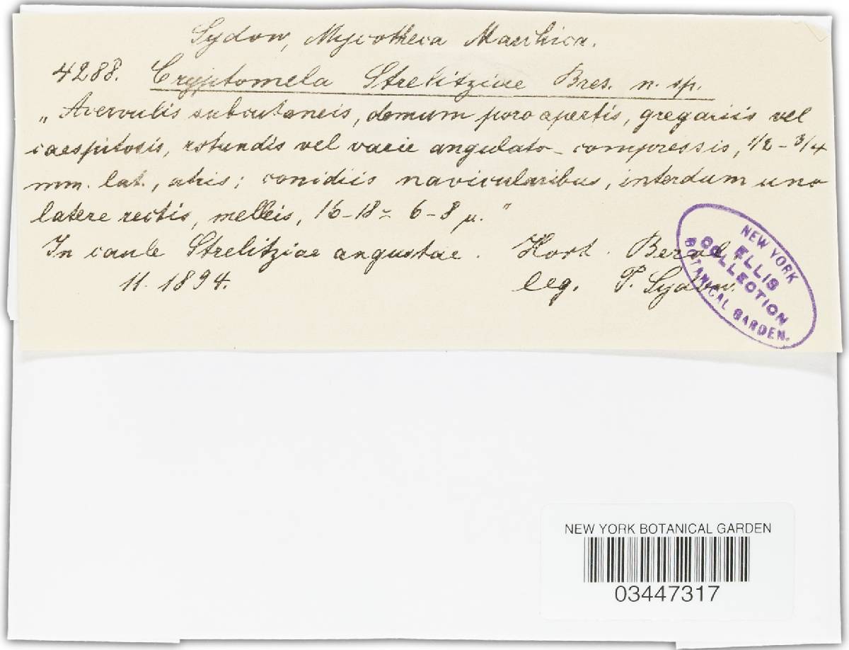 Cryptomela strelitziae image