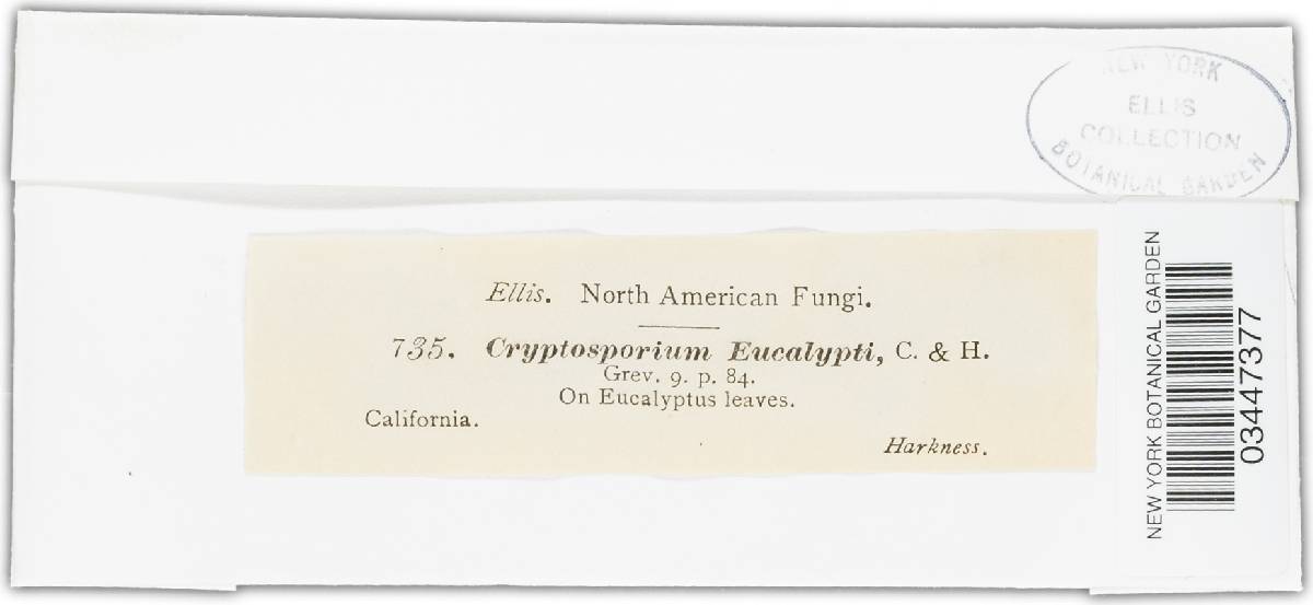 Cryptosporium eucalypti image