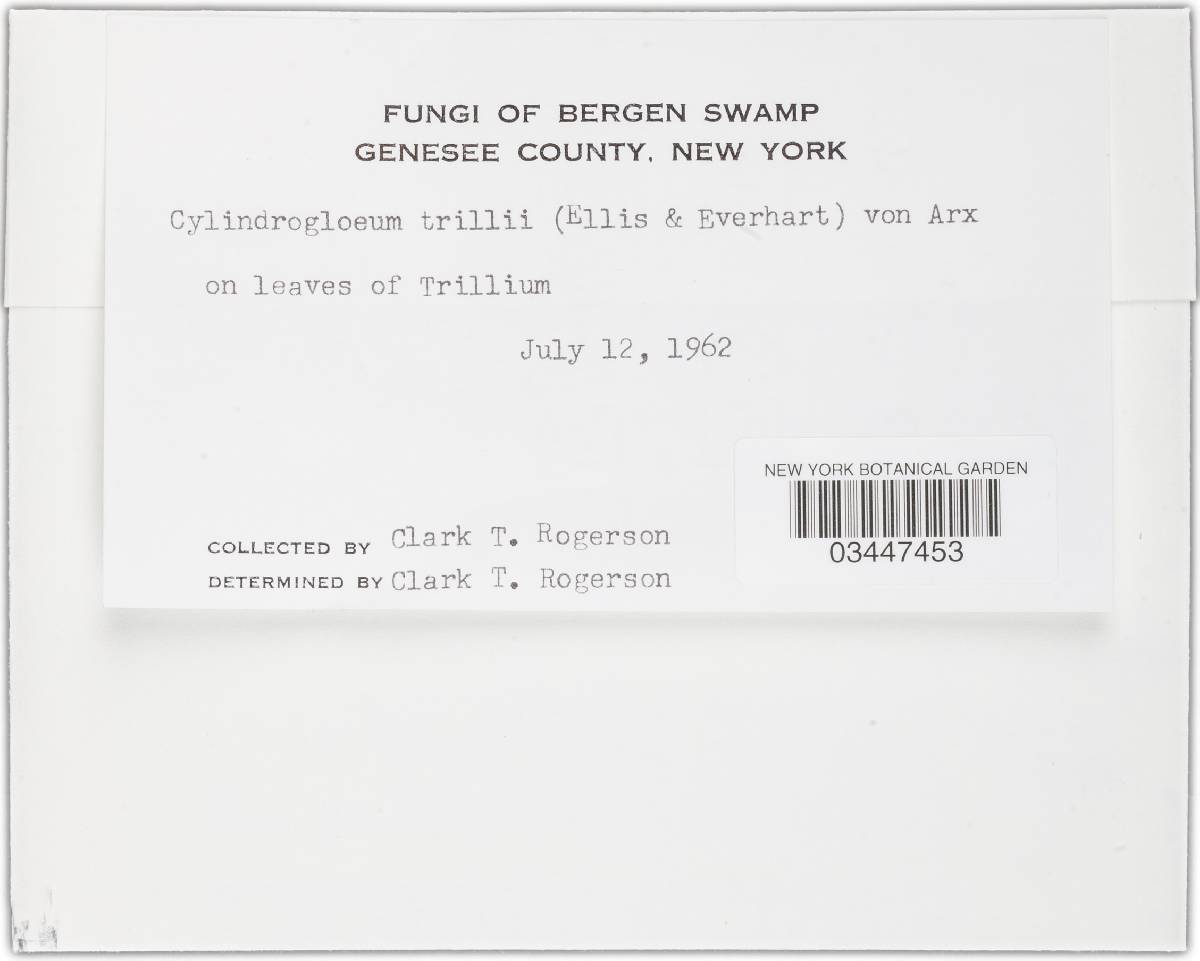 Cylindrogloeum trillii image