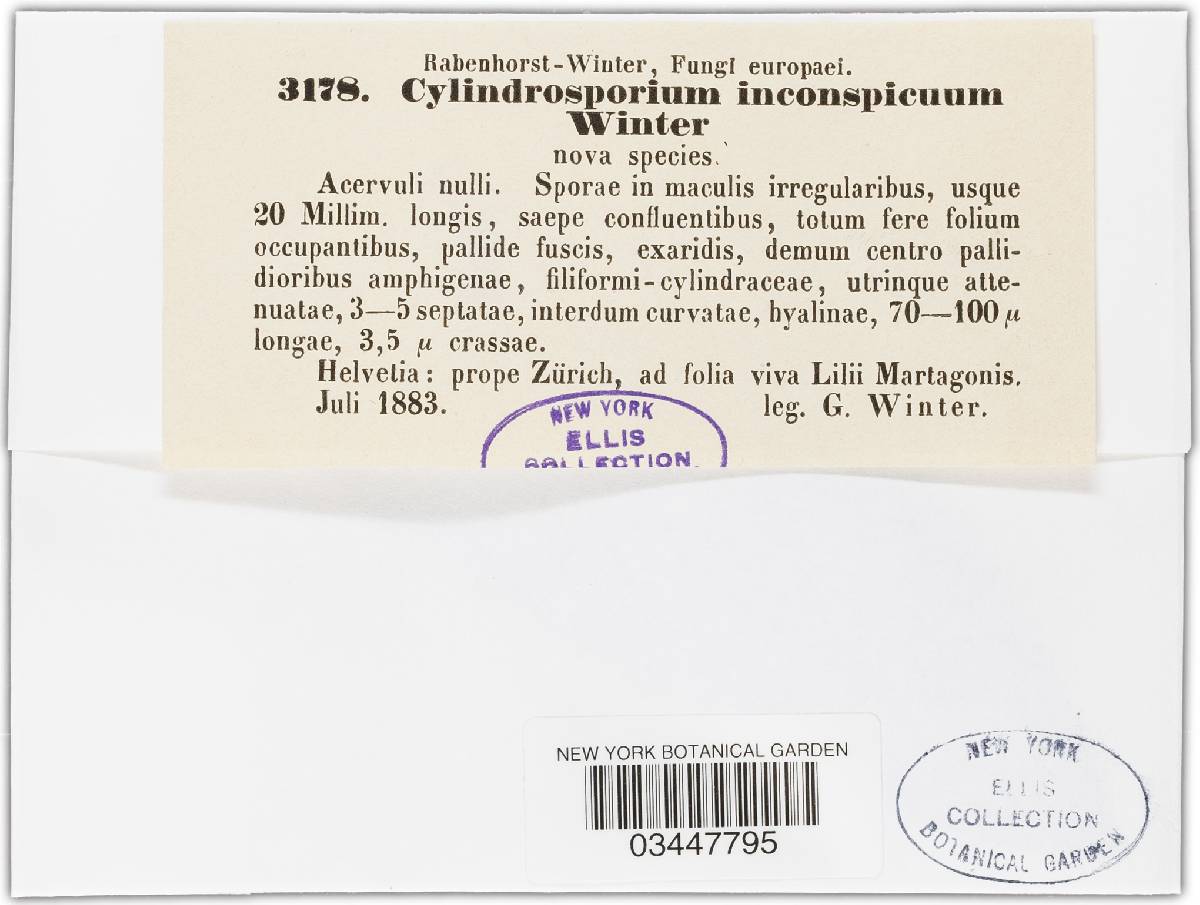 Cylindrosporium inconspicuum image