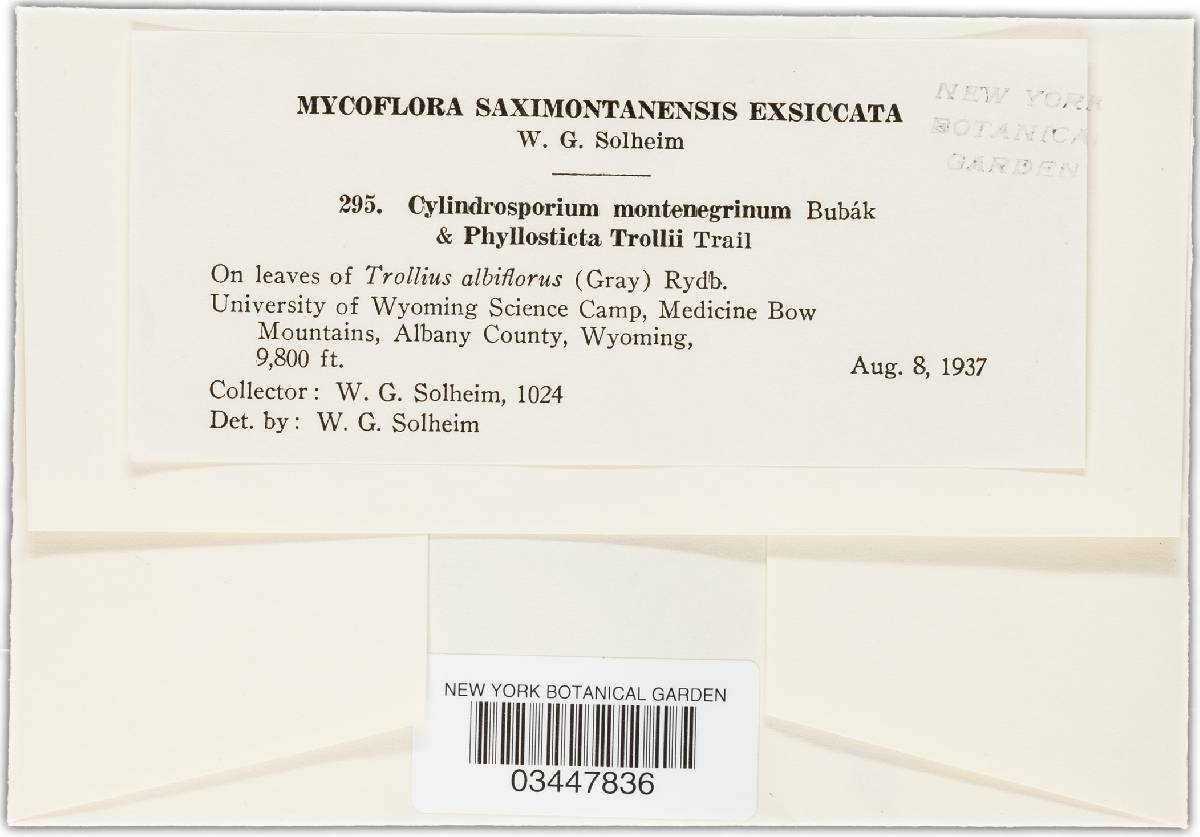 Cylindrosporium montenegrinum image