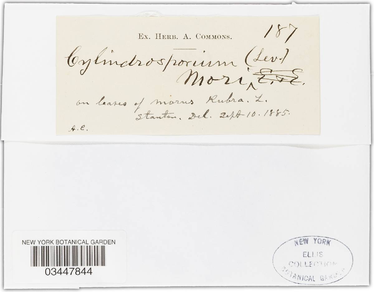 Cylindrosporium montenegrinum image