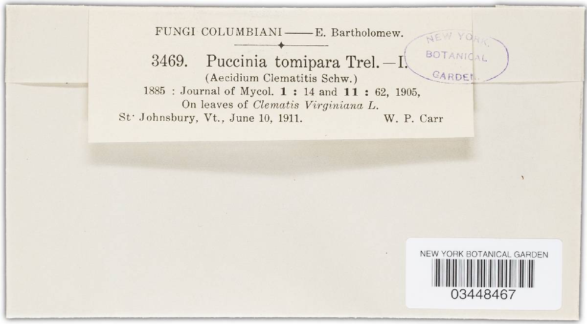 Puccinia tomipara image