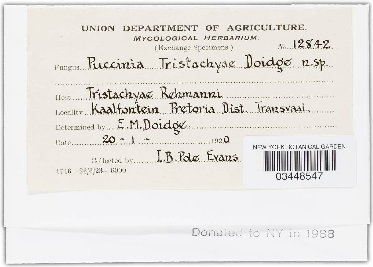 Puccinia tristachyae image