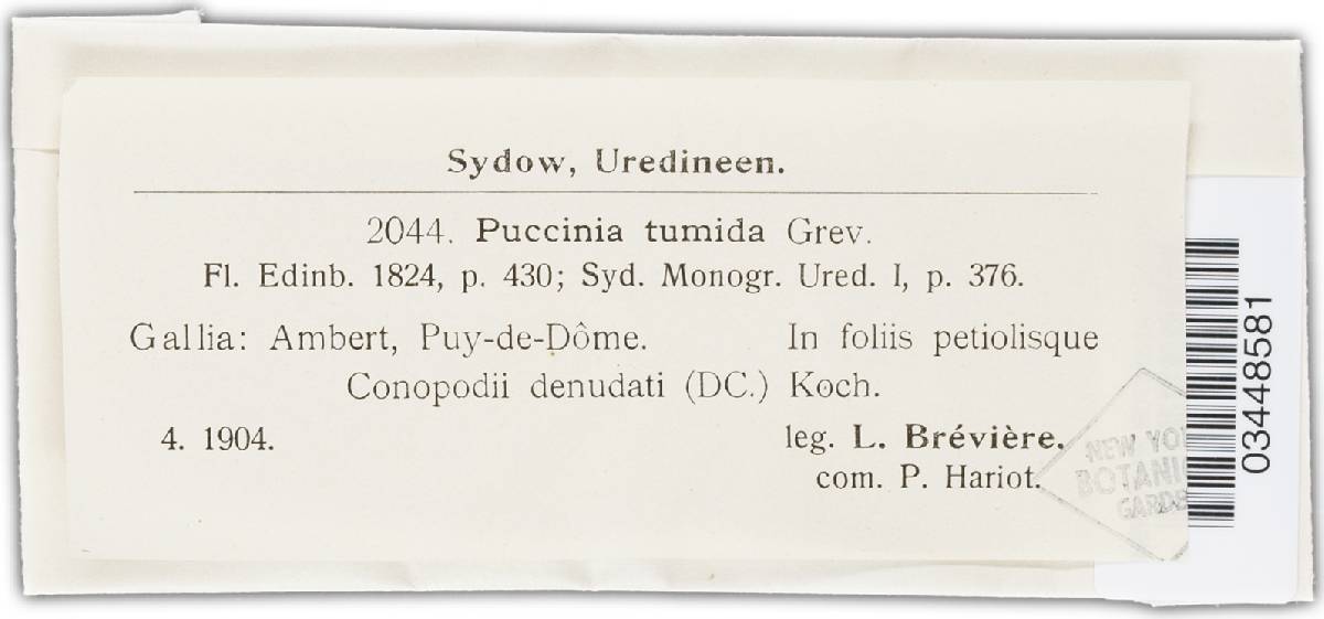 Puccinia tumida image