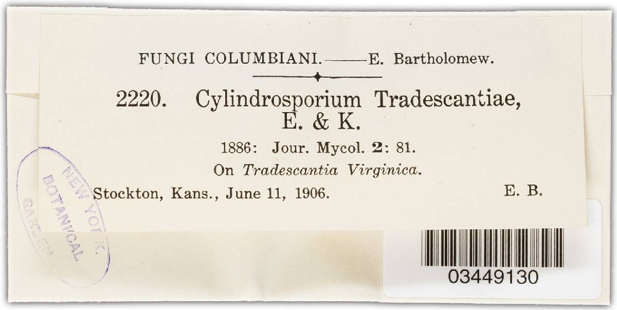 Septoria tradescantiae image