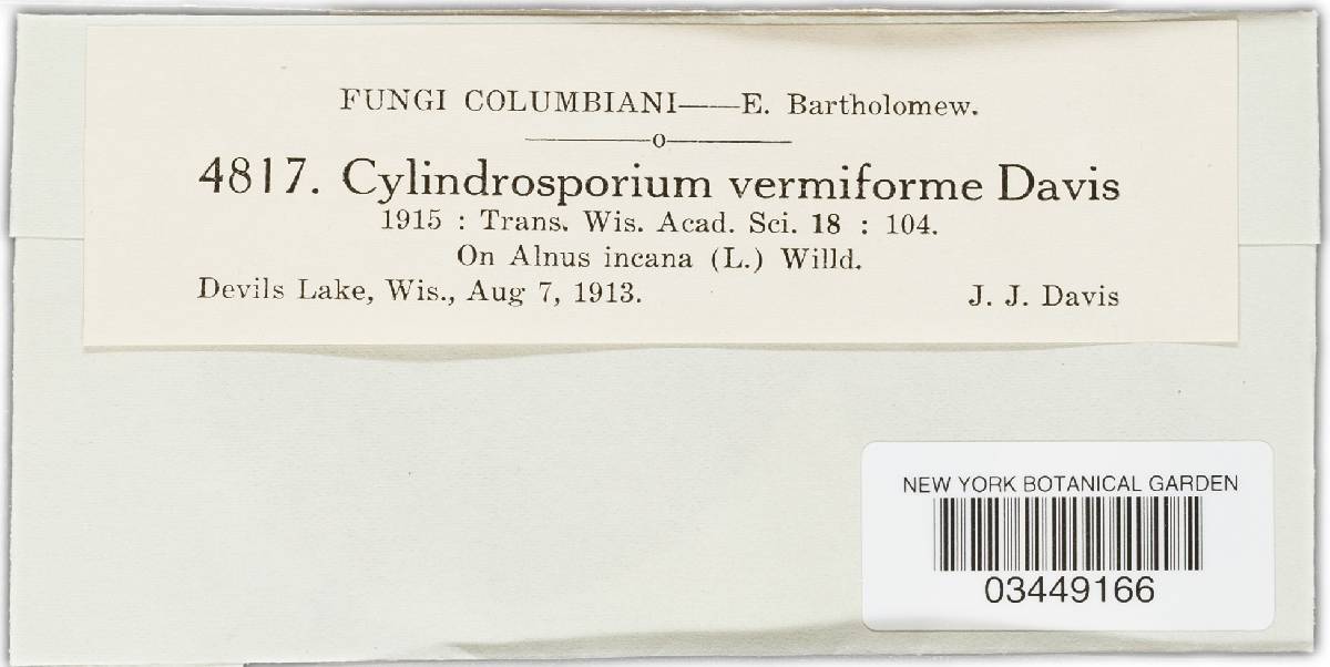 Anguillosporella vermiformis image