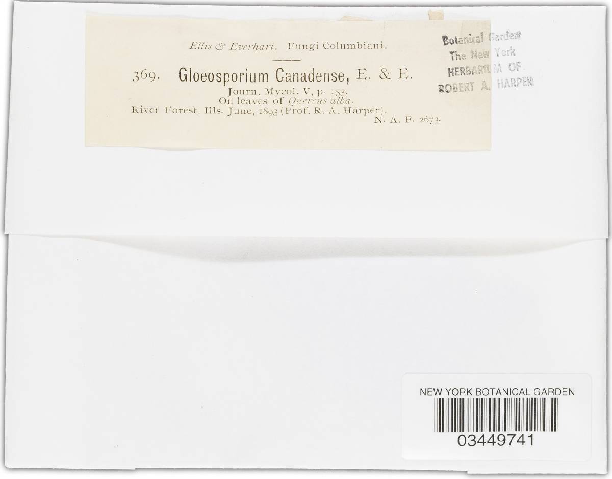 Gloeosporium canadense image