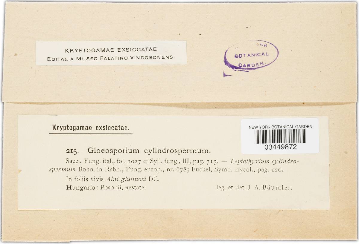 Gloeosporium cylindrospermum image