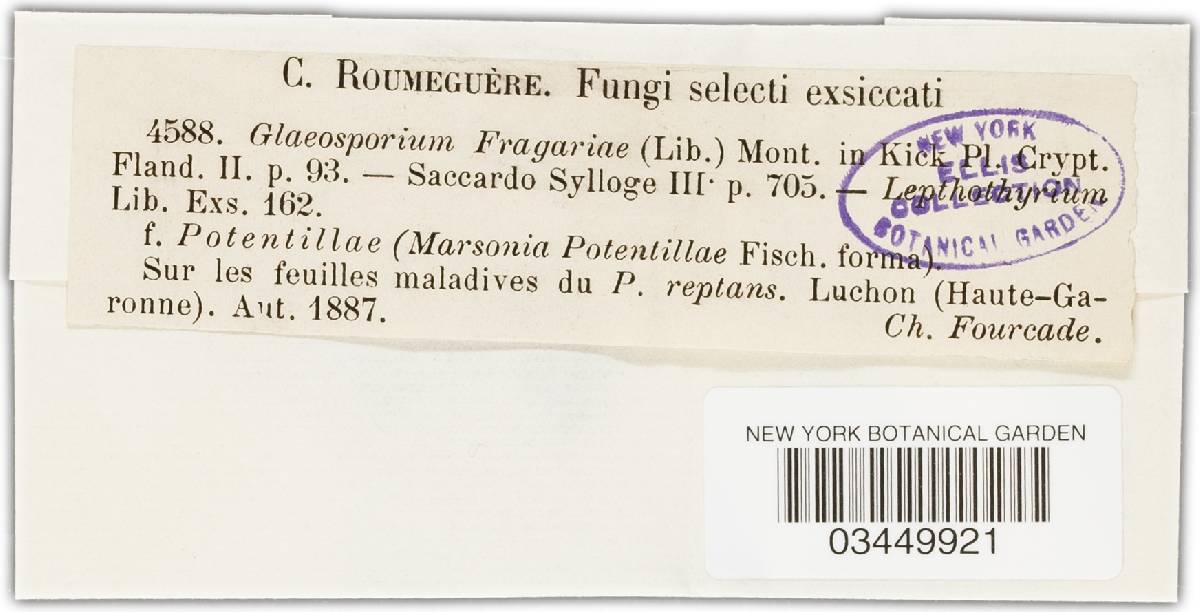 Diplocarpon fragariae image