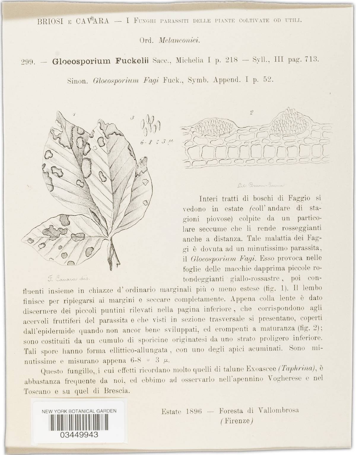 Gloeosporium fuckelii image