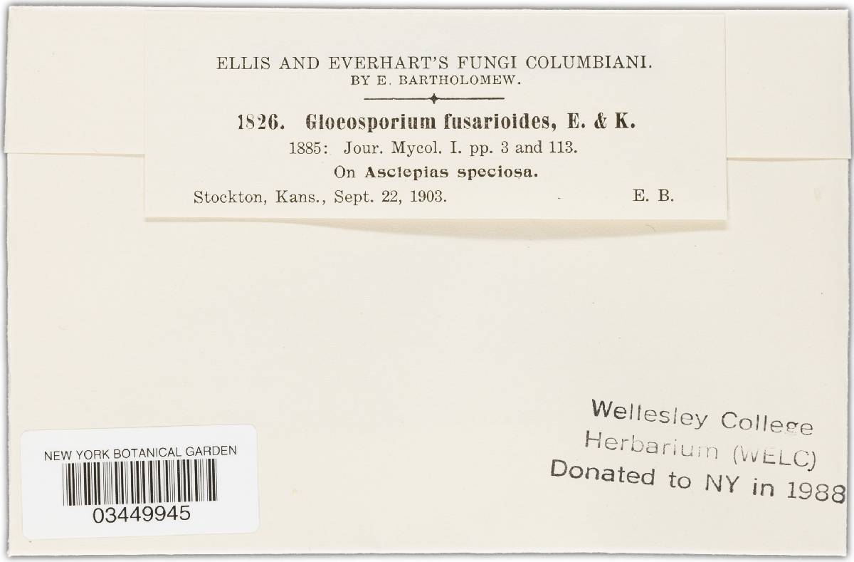 Gloeosporium fusarioides image