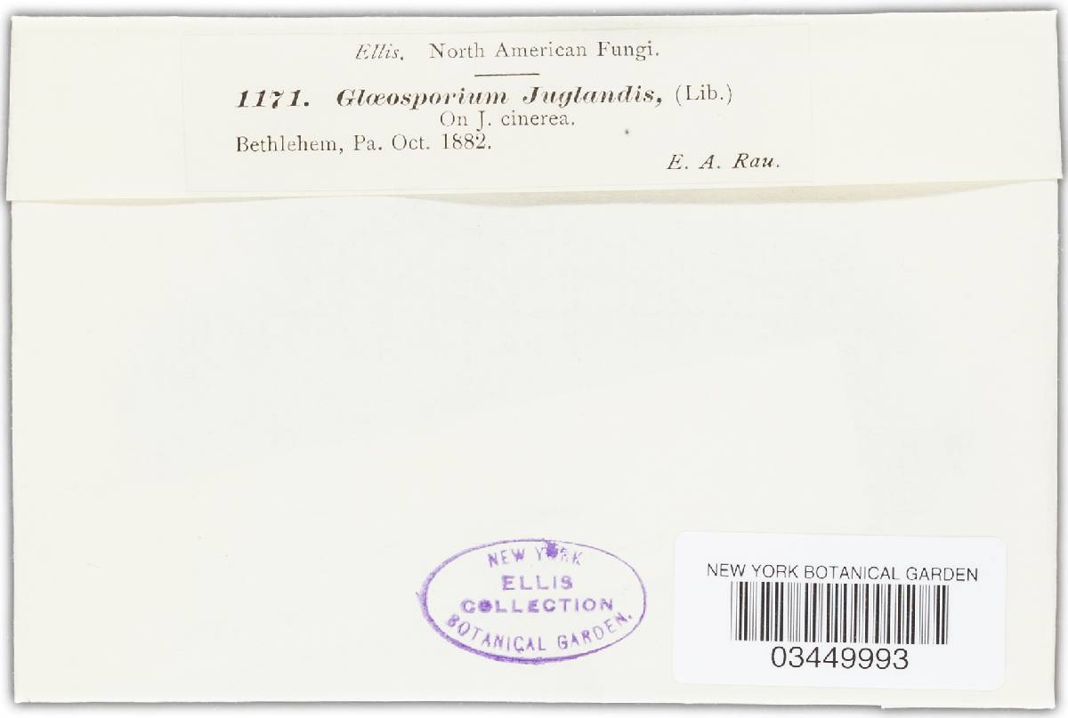 Gloeosporium juglandis image